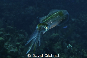Reef Squid, Roatan Marine Park. An interesting subject! by David Gilchrist 